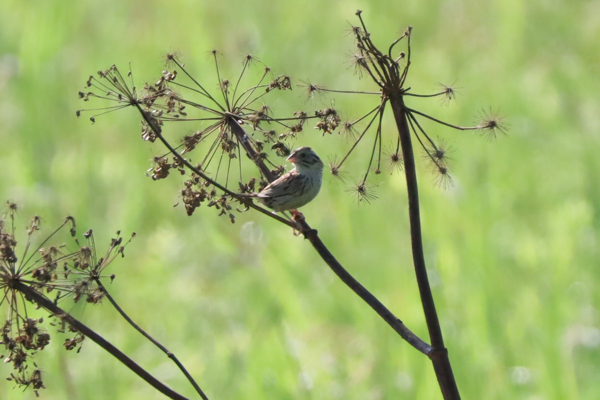 Henslow's Sparrow - ML639105619