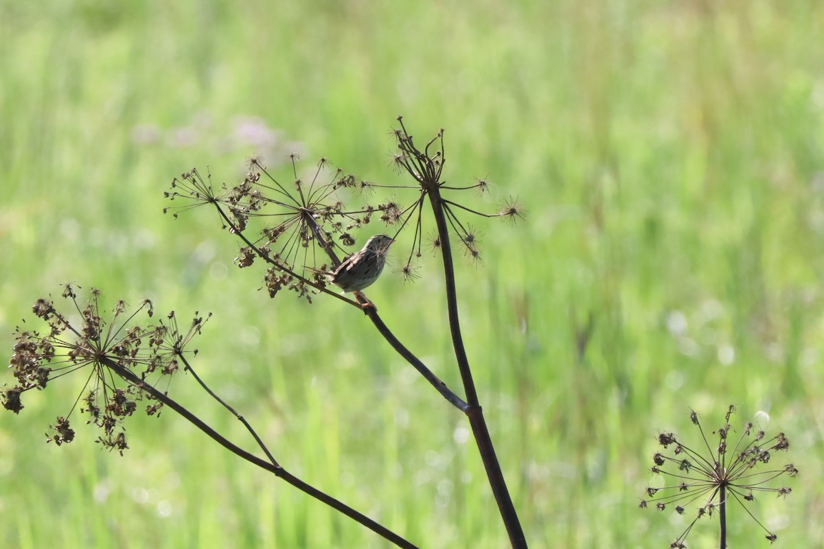 Henslow's Sparrow - ML639105621