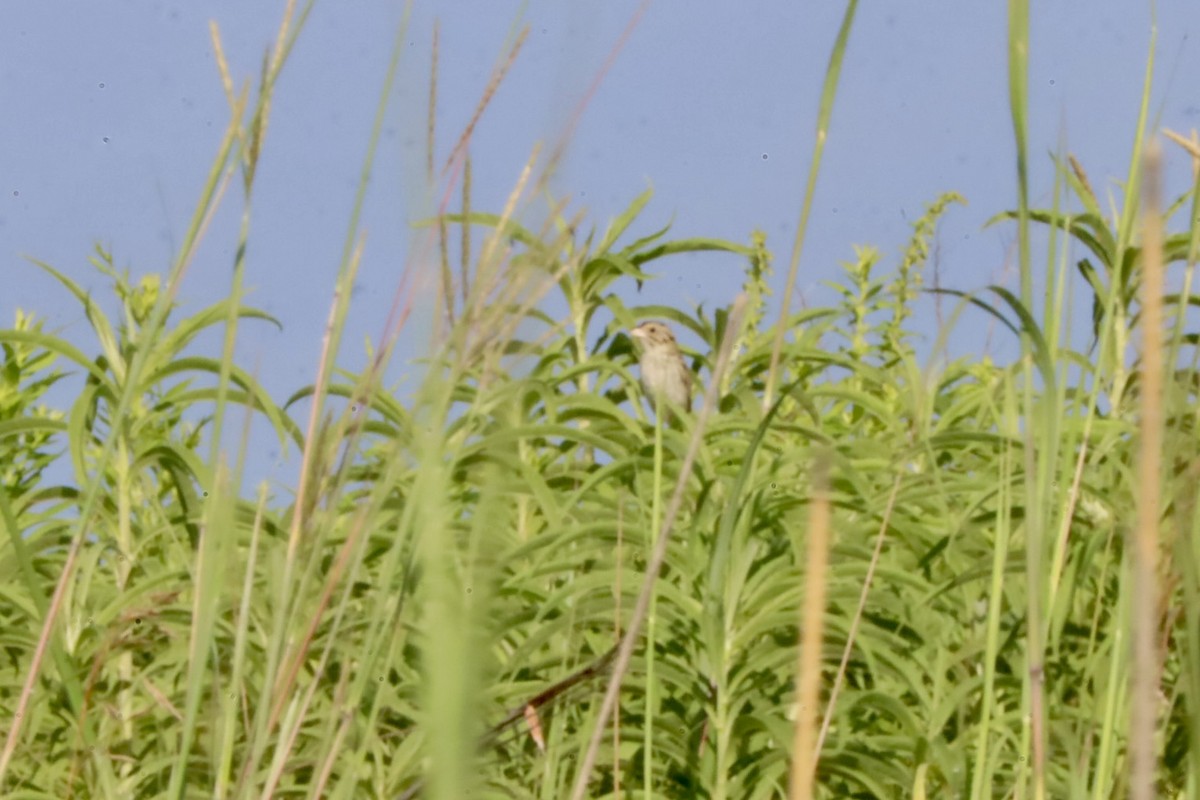 Henslow's Sparrow - ML639105673
