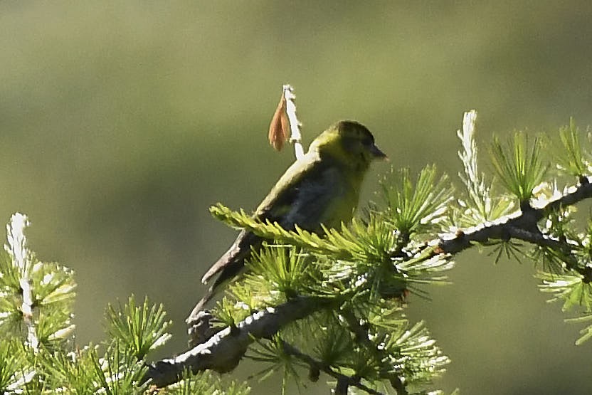 Eurasian Siskin - ML639105714