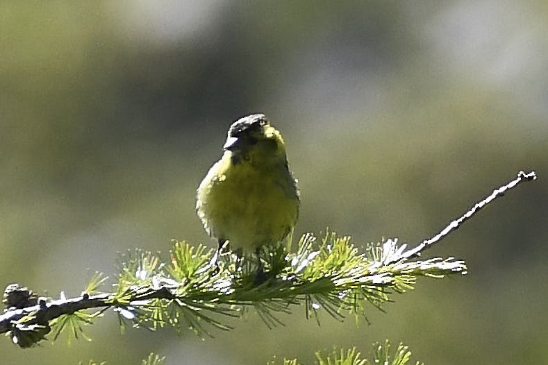 Eurasian Siskin - ML639105720