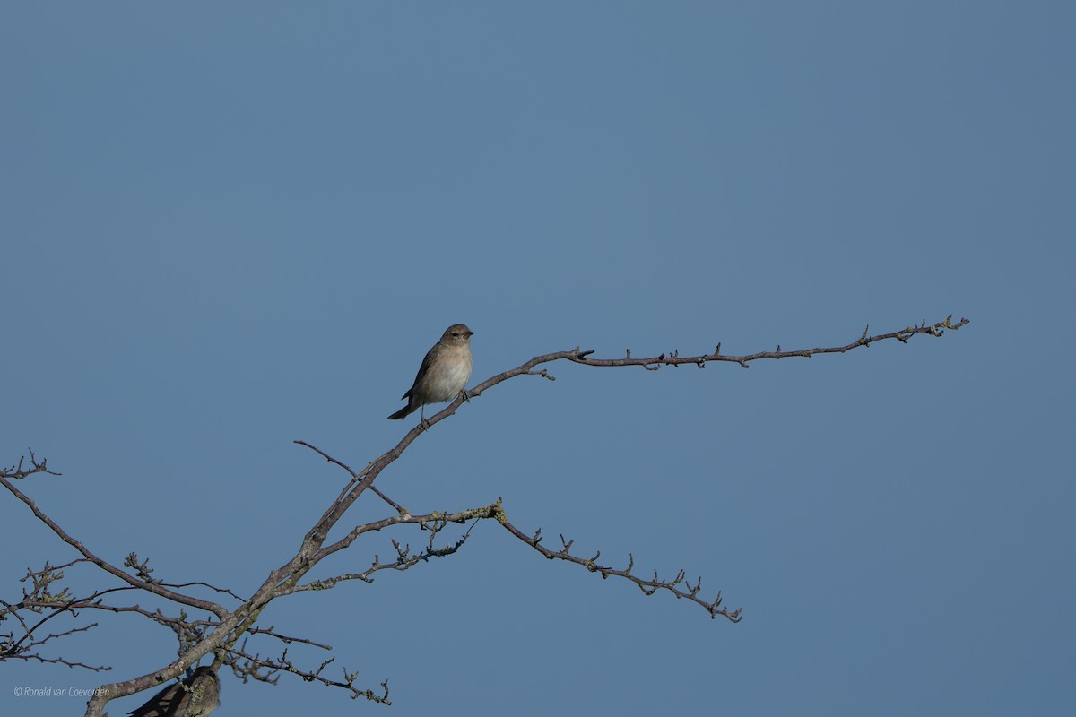 Garden Warbler - ML639105775