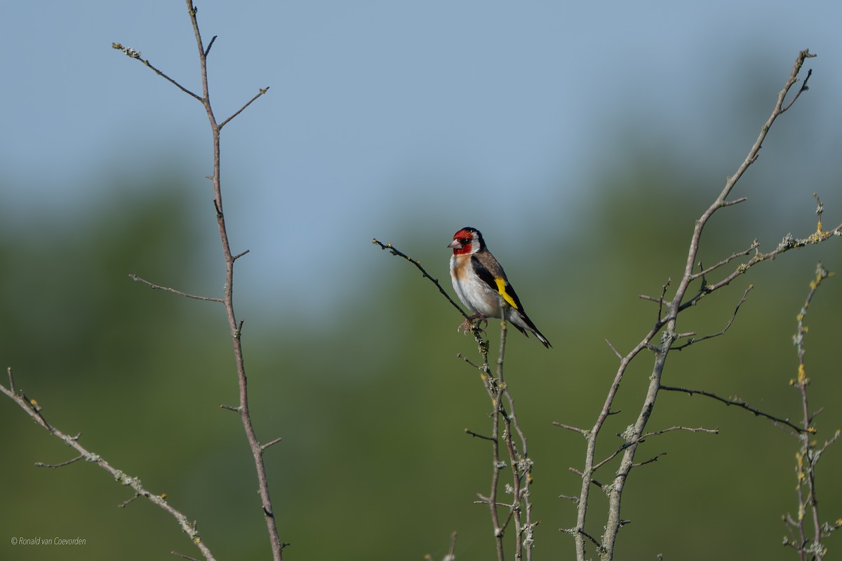 European Goldfinch - ML639105794
