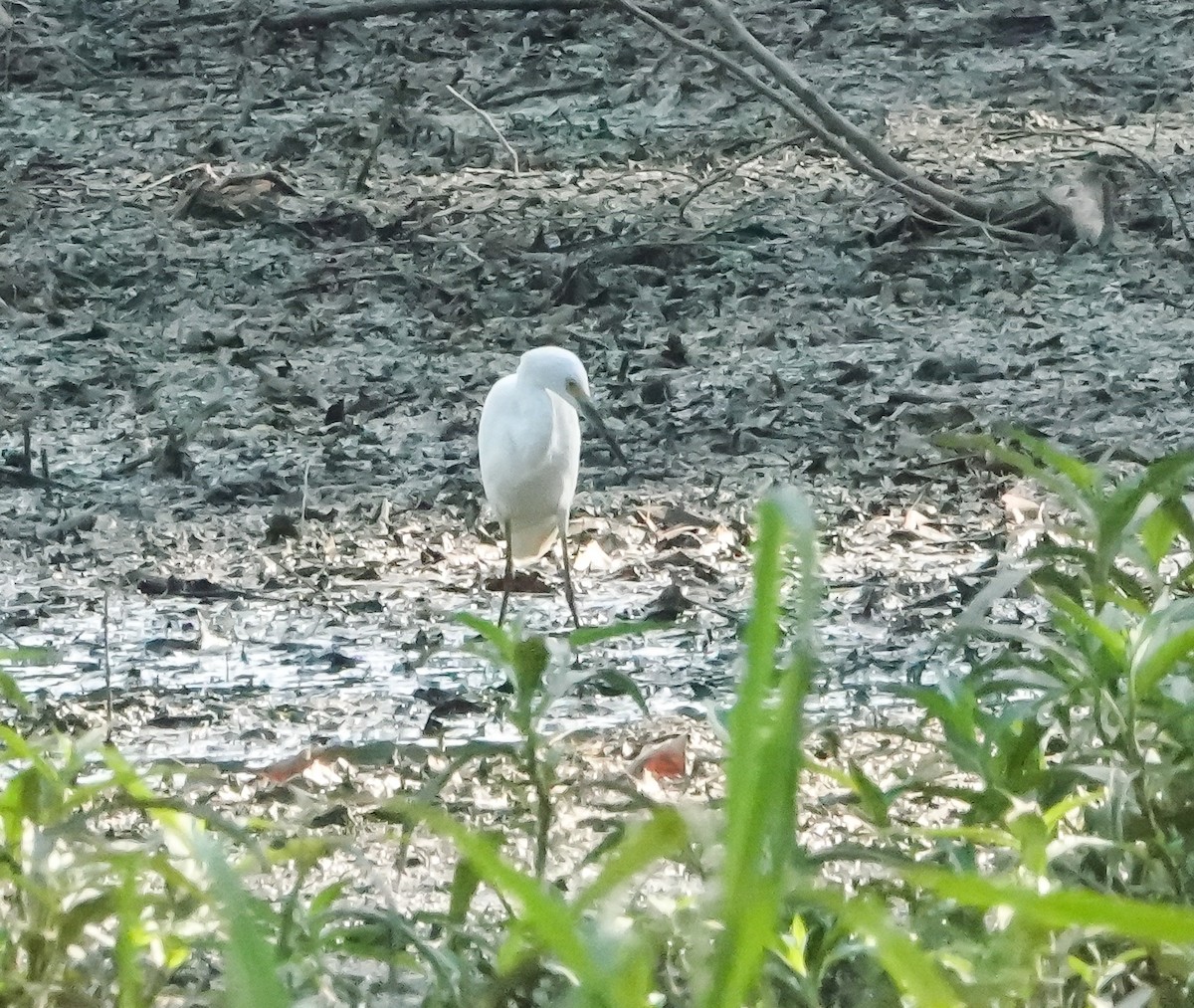 Snowy Egret - ML639105797