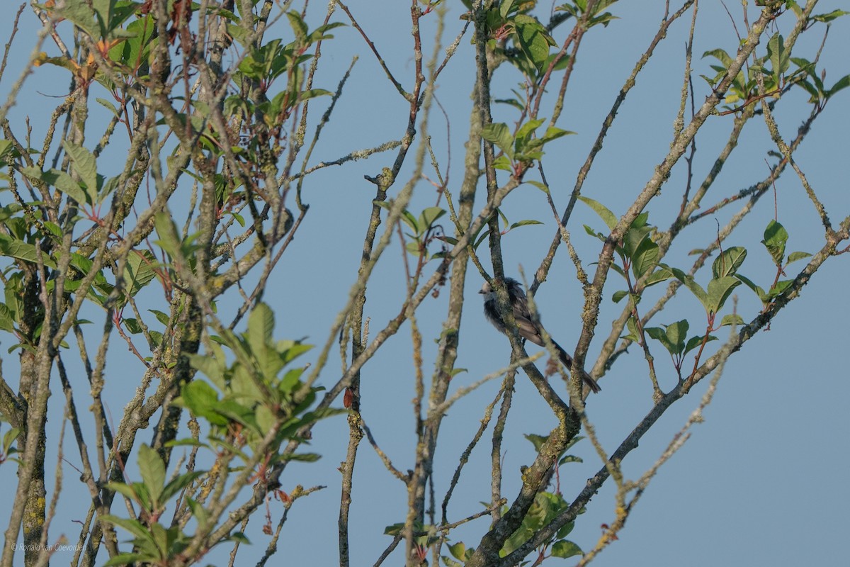 Long-tailed Tit - ML639105806