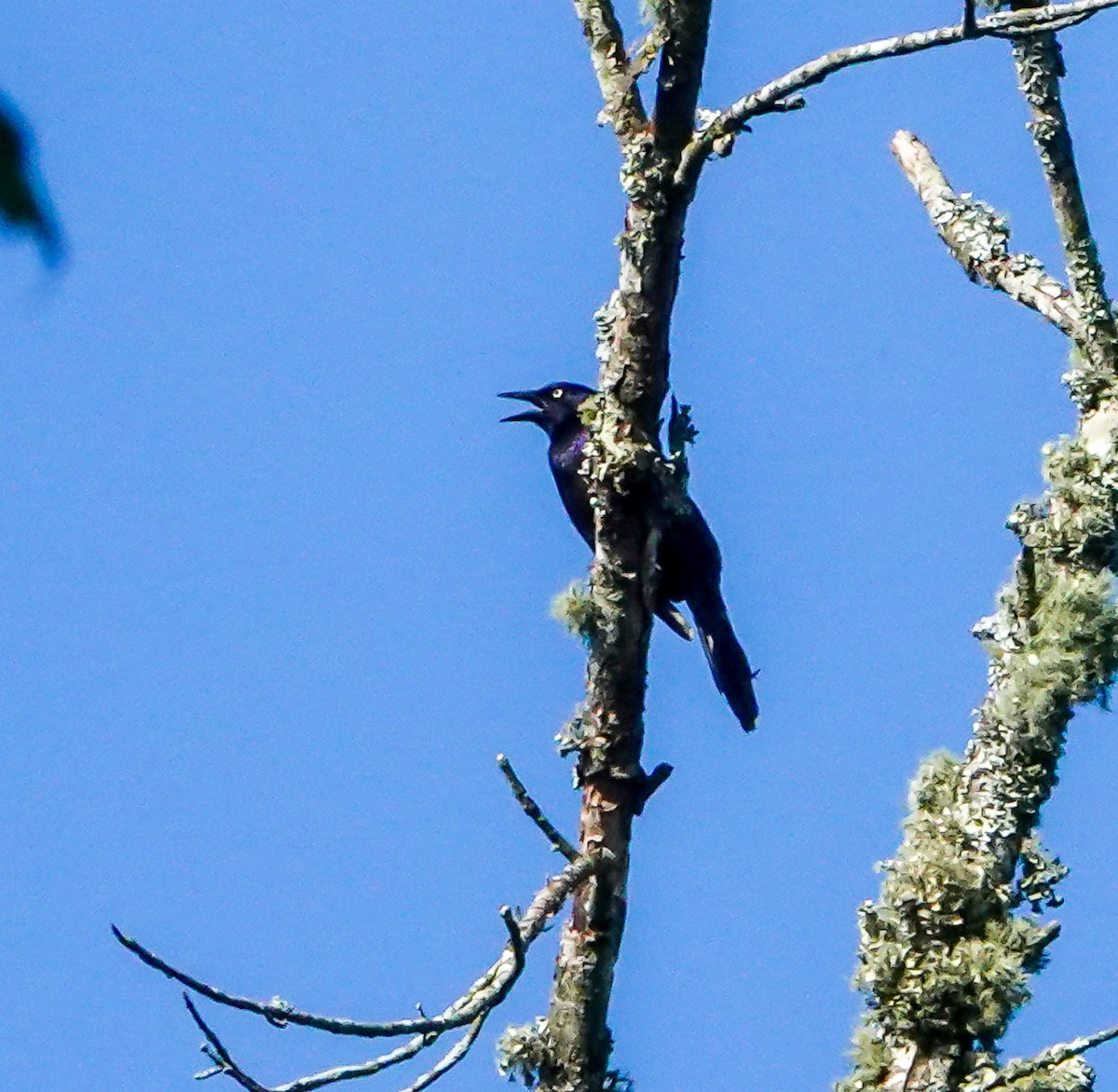 Common Grackle - ML639105809