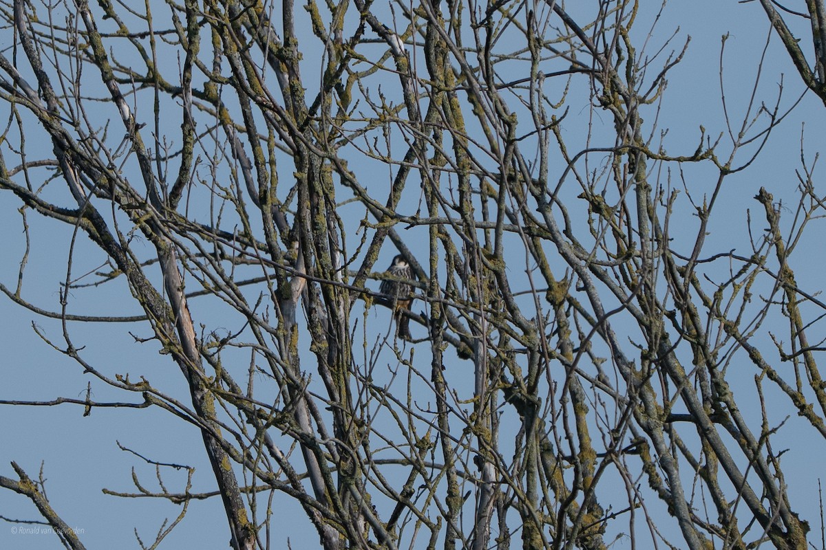 Eurasian Hobby - ML639105864