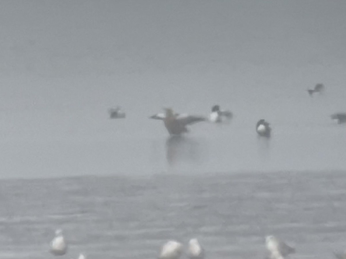 Casarca - ML639105904