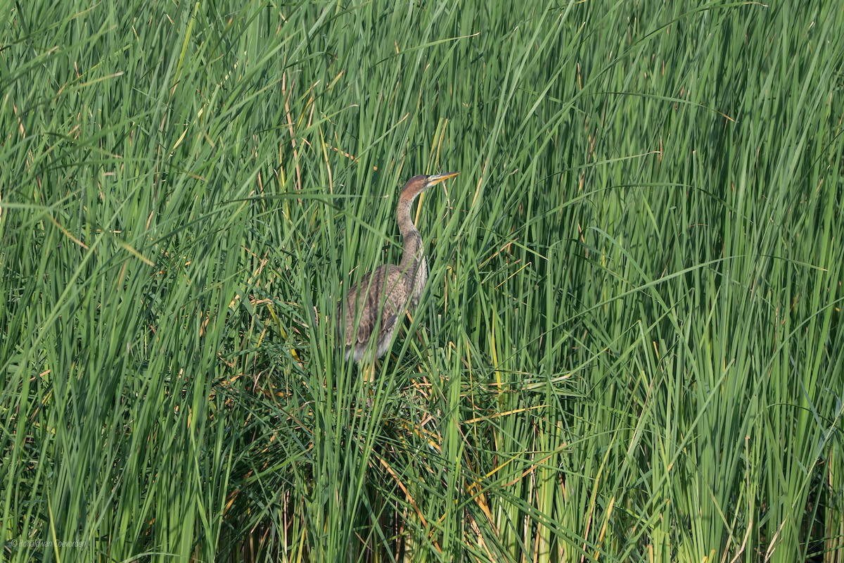 Purple Heron - ML639105908