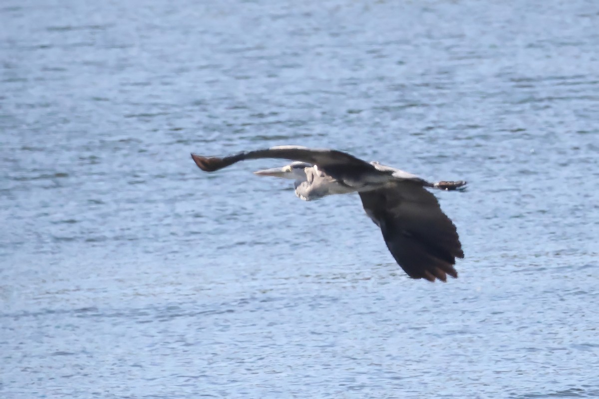 Gray Heron - ML639105937