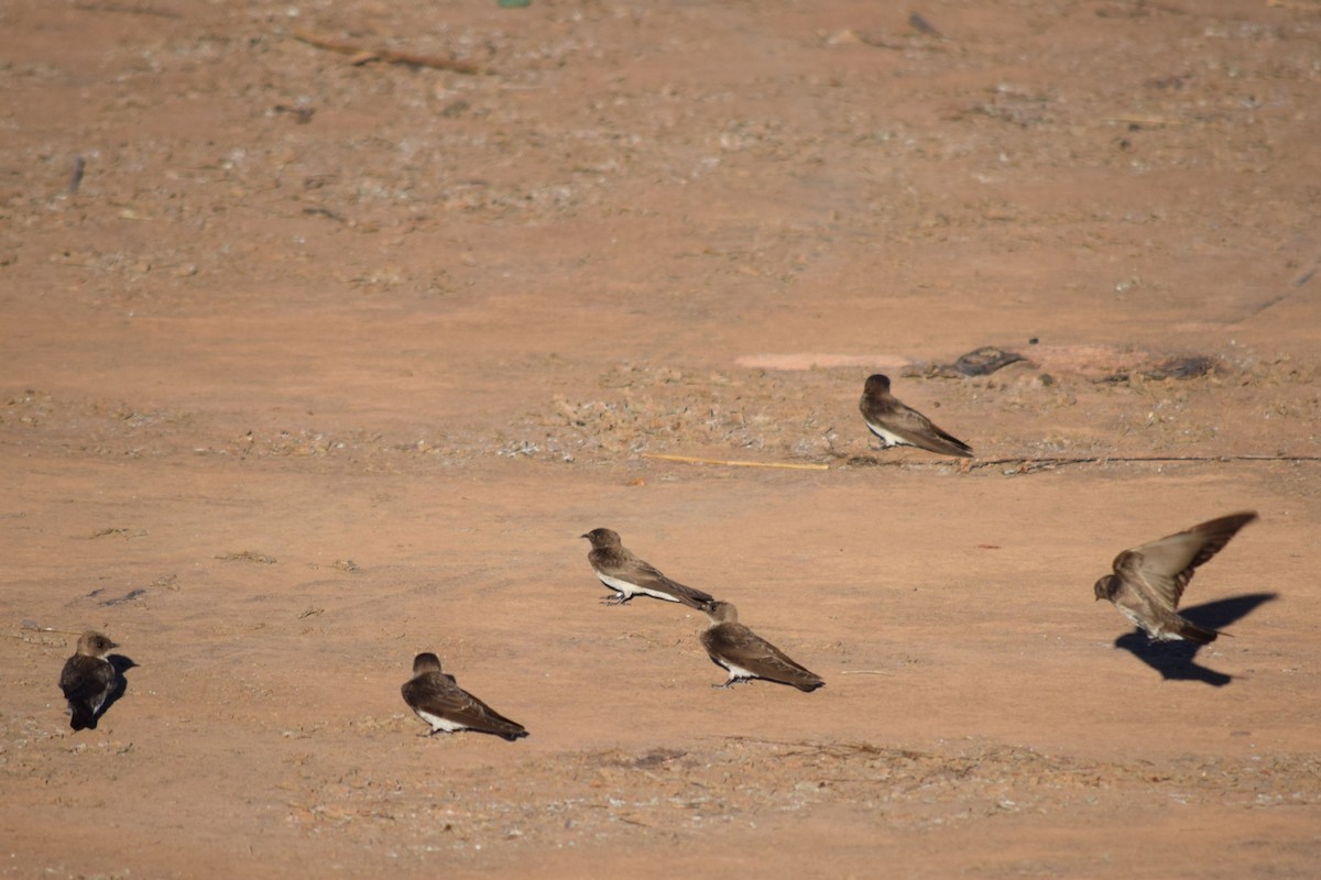 Northern Rough-winged Swallow - ML639105950