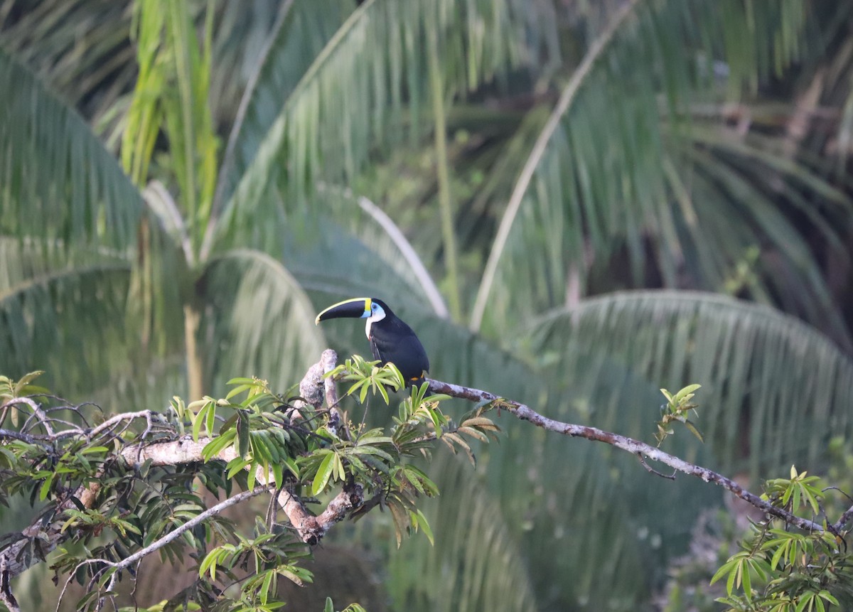 White-throated Toucan - ML639105953