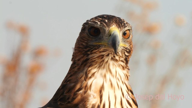 Tavşancıl - ML639105957