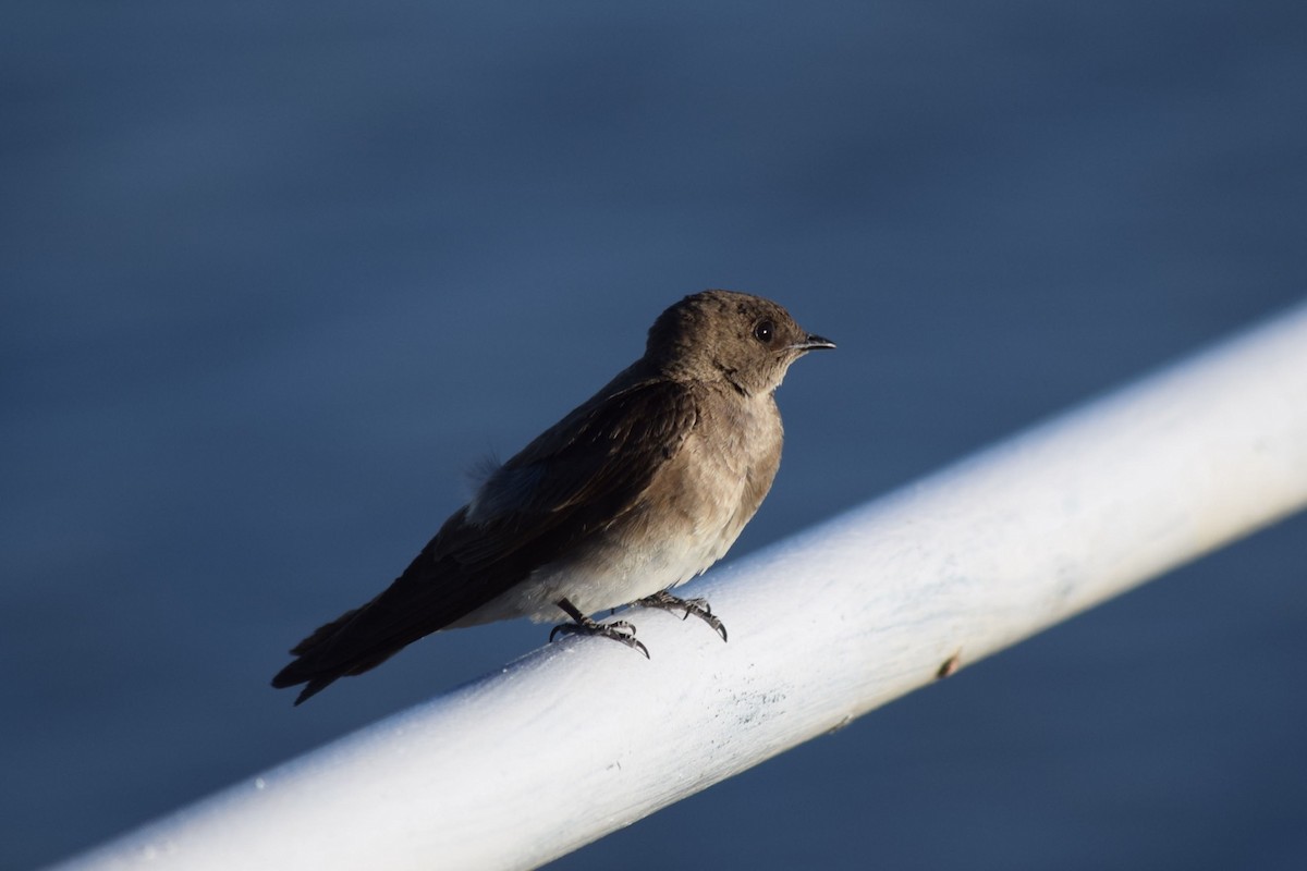 Northern Rough-winged Swallow - ML639105964