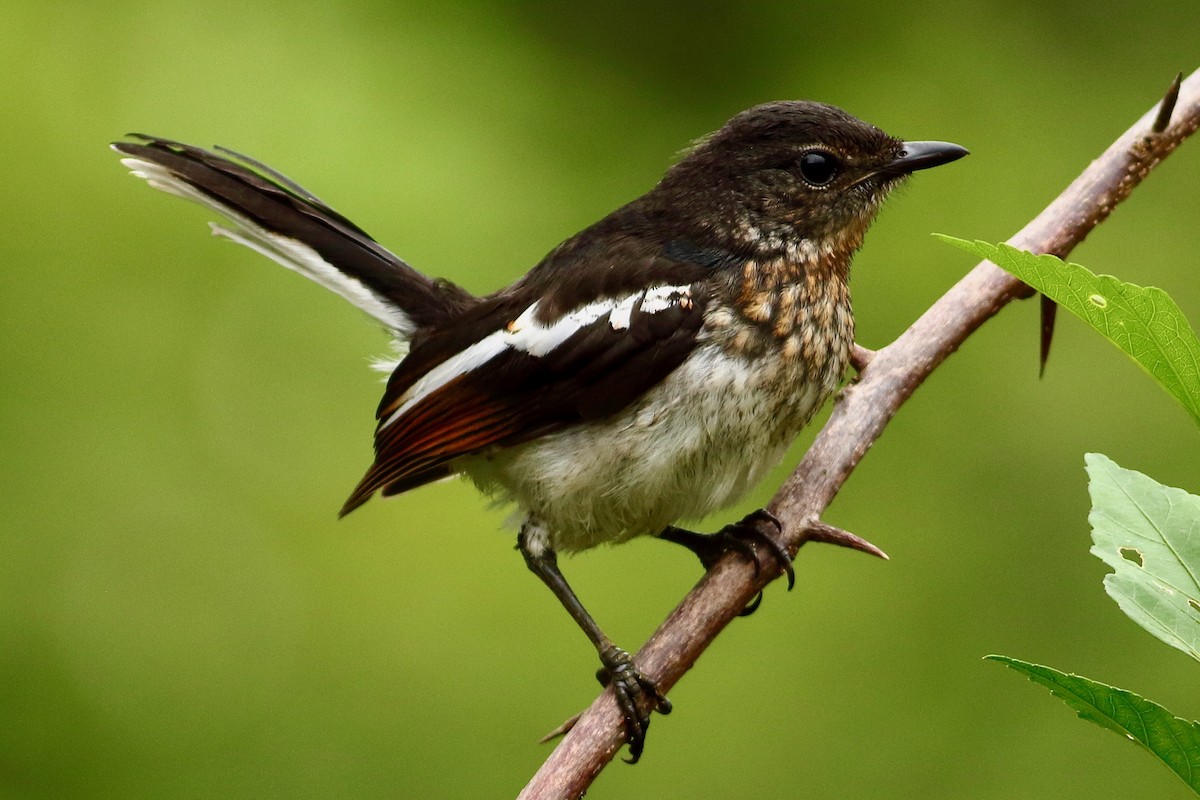 Oriental Magpie-Robin - ML639105993