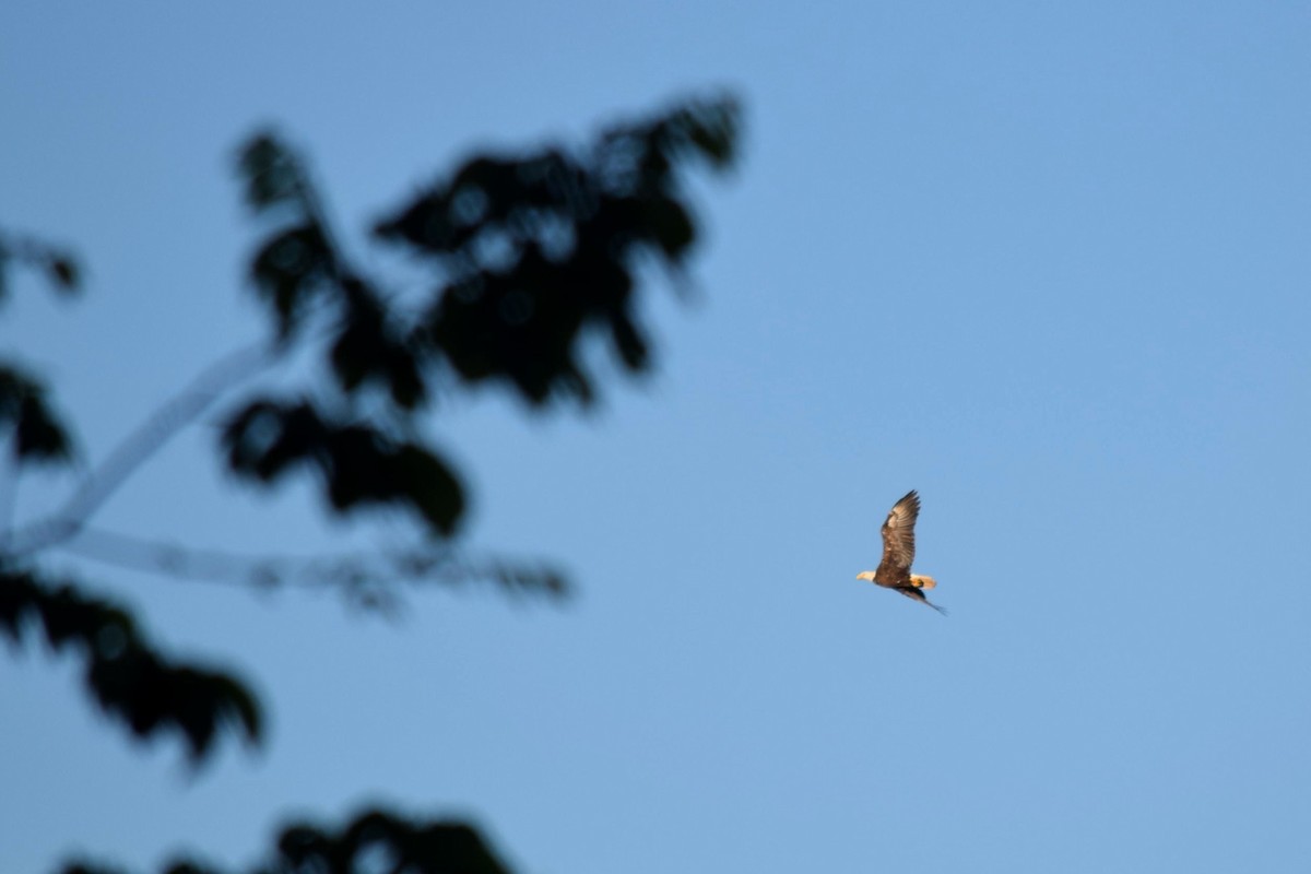 Bald Eagle - ML639106039