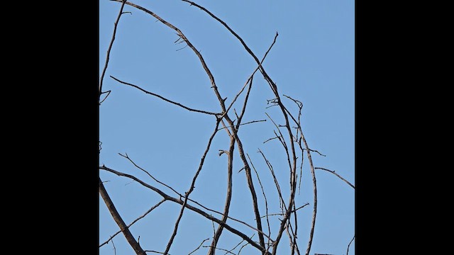 Bulbul dalle orecchie bianche - ML639106098