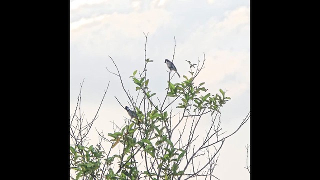 Bulbul dalle orecchie bianche - ML639106119