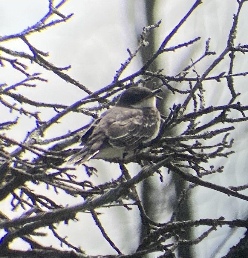 Eastern Kingbird - ML639106152