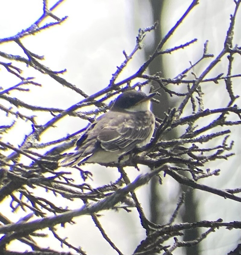 Eastern Kingbird - ML639106153