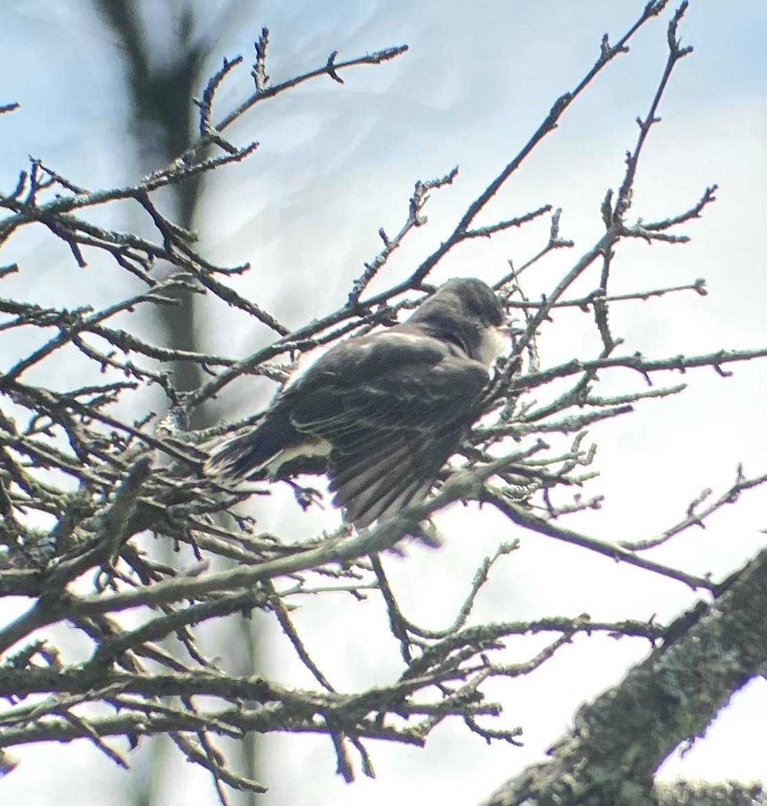 Eastern Kingbird - ML639106154