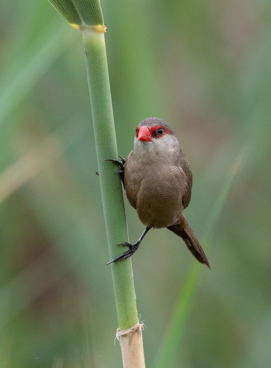 Common Waxbill - ML639106238