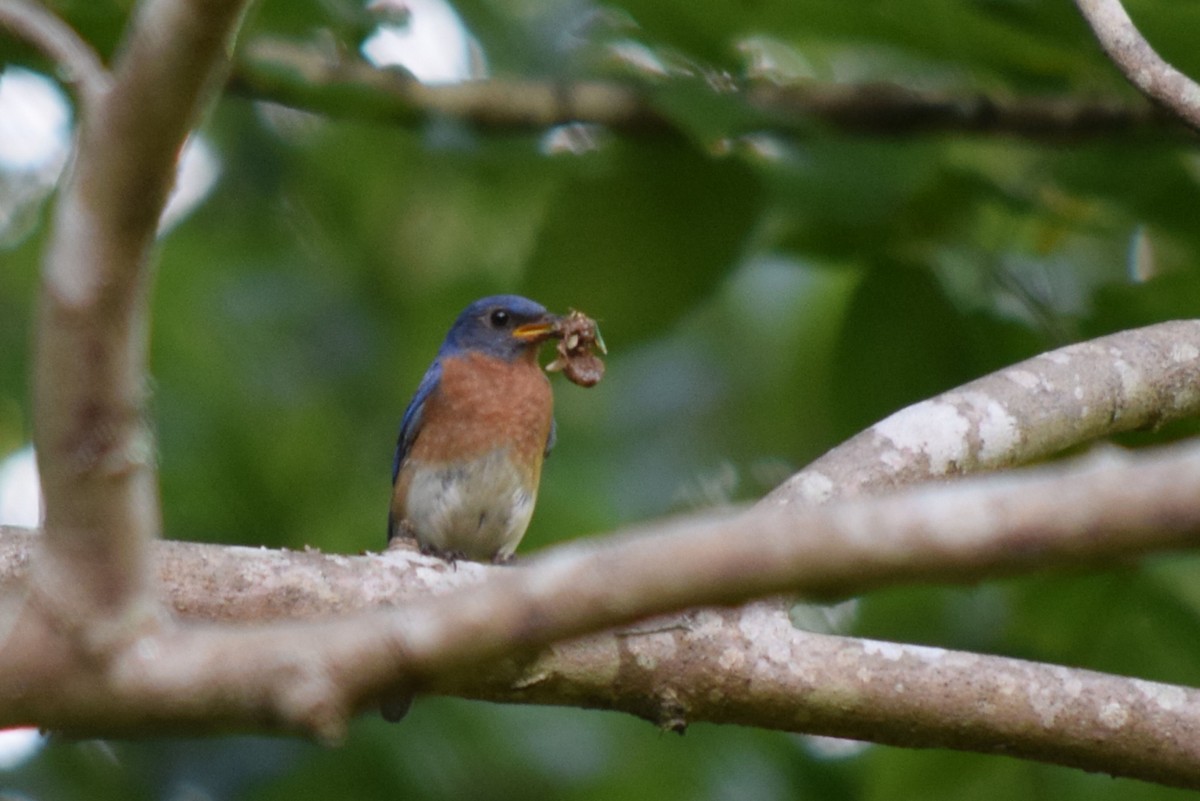 Eastern Bluebird - ML639106250
