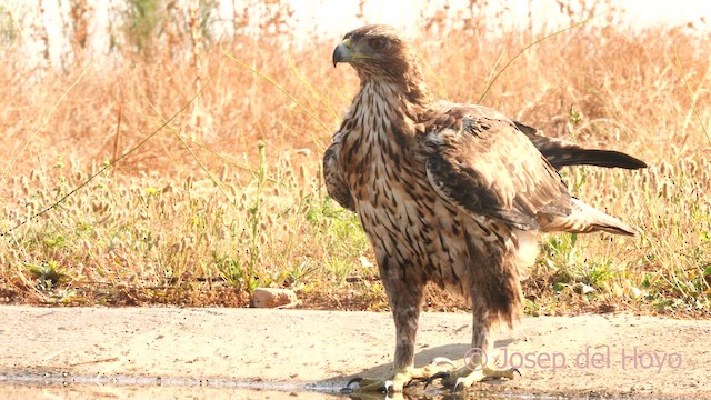 Habichtsadler - ML639106347