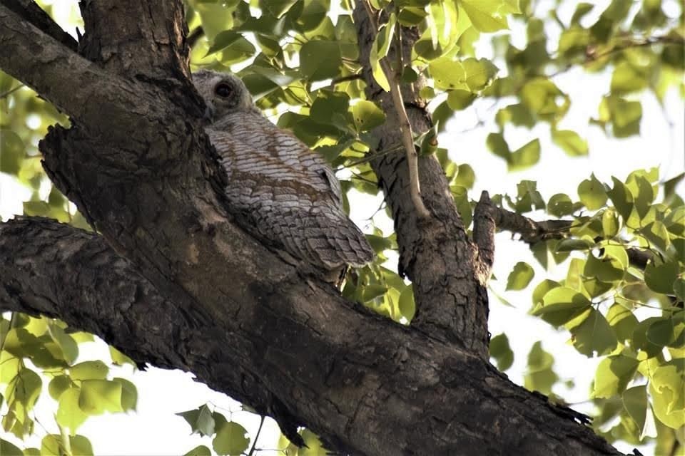 owl sp. - ML639106448