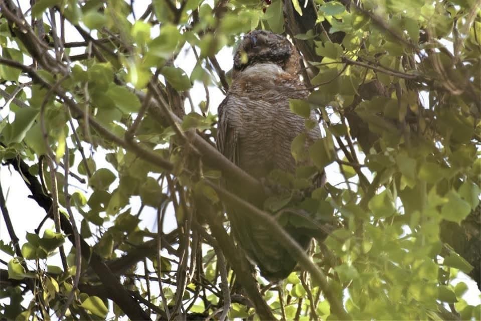 owl sp. - ML639106451