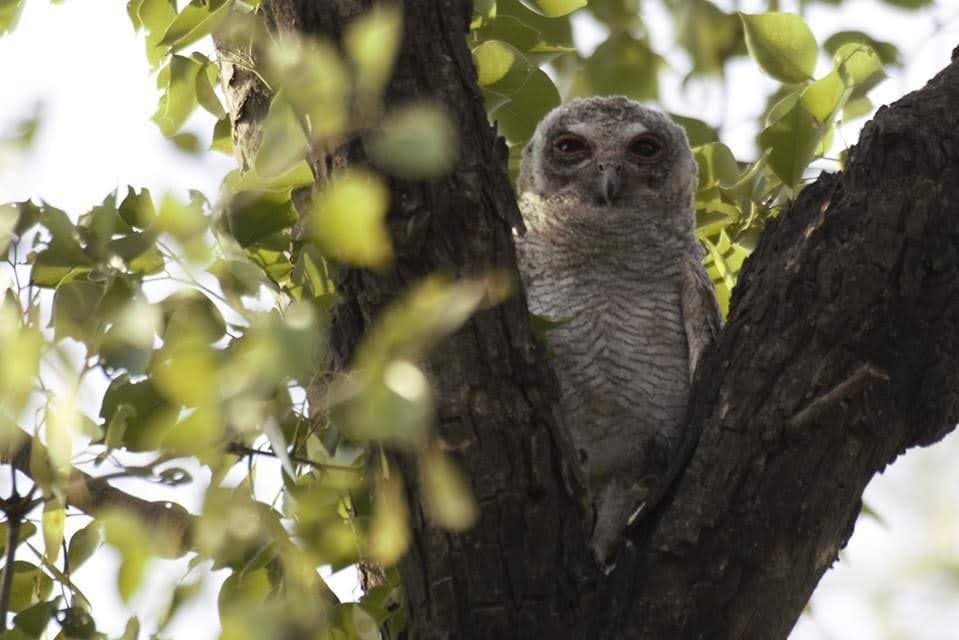 owl sp. - ML639106455