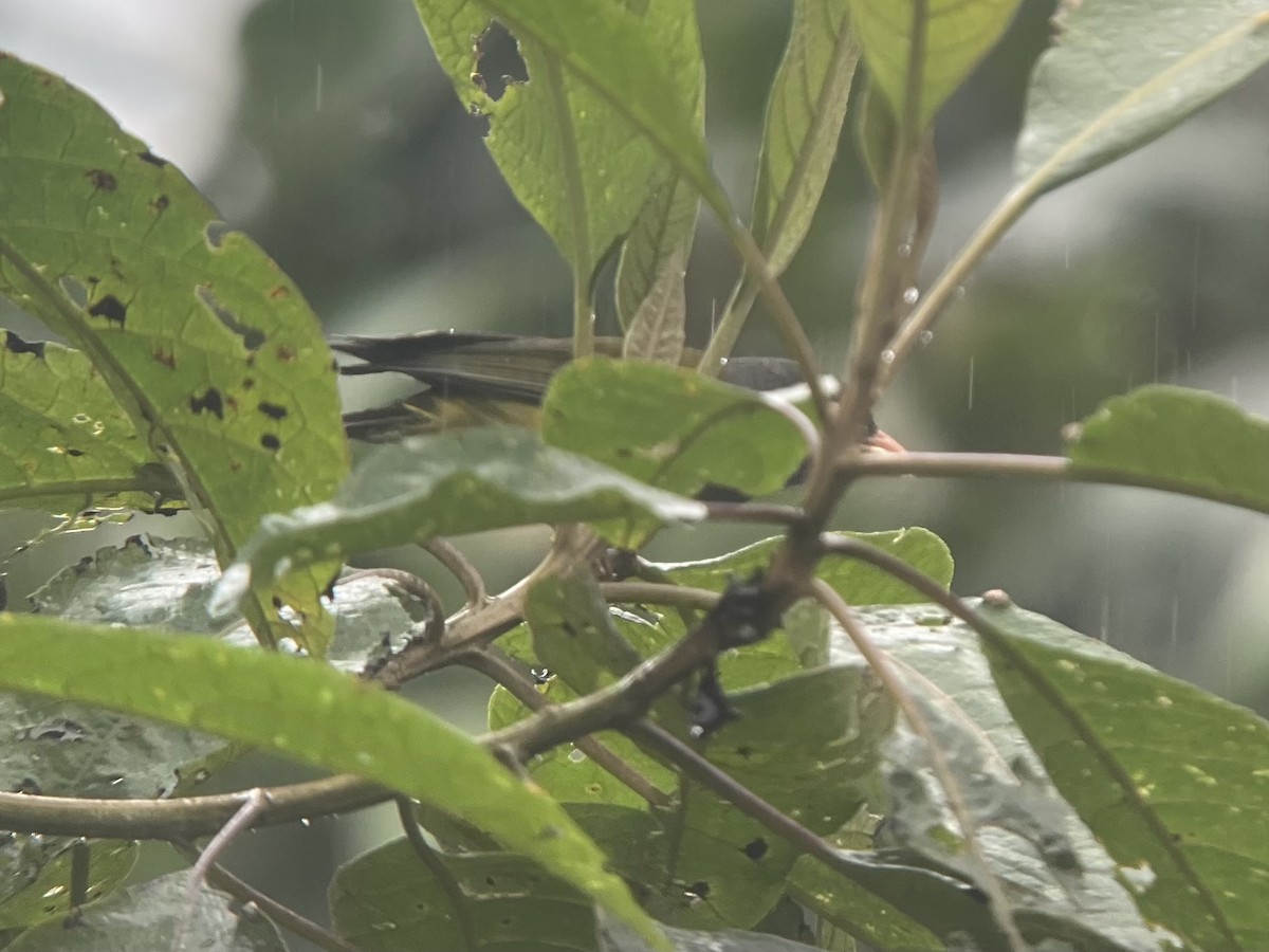 Gray-hooded Bush Tanager - ML639106510