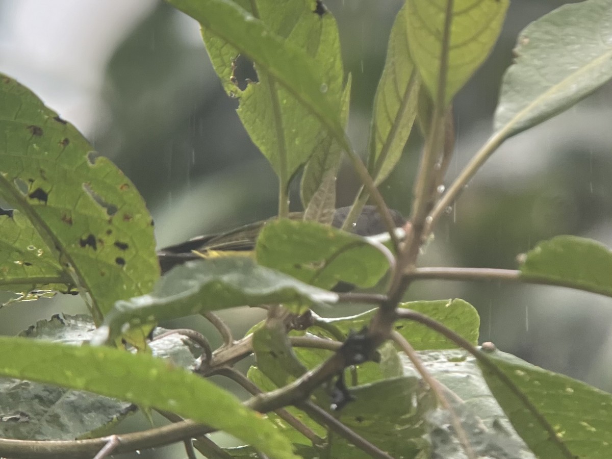 Gray-hooded Bush Tanager - ML639106511