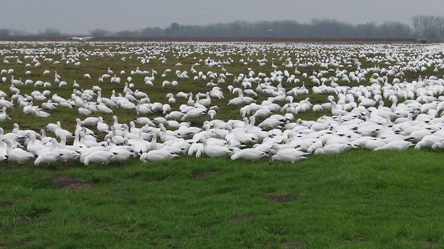 Zwergschneegans - ML639106699