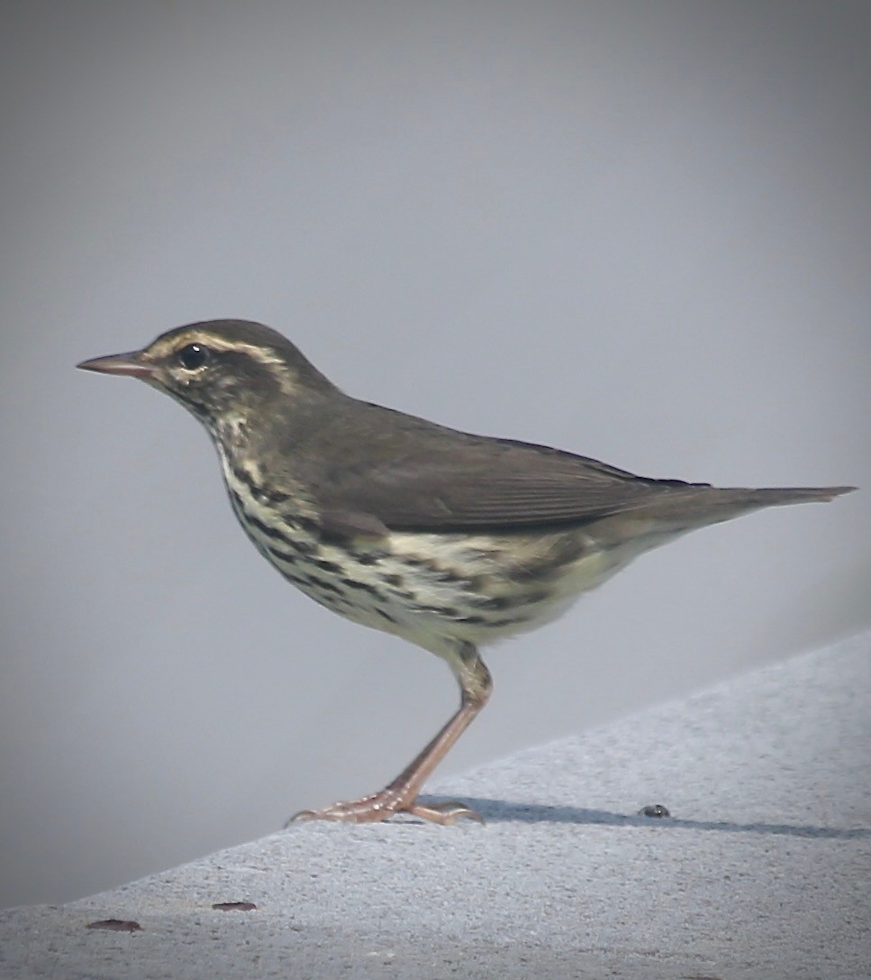 Northern Waterthrush - ML639106799