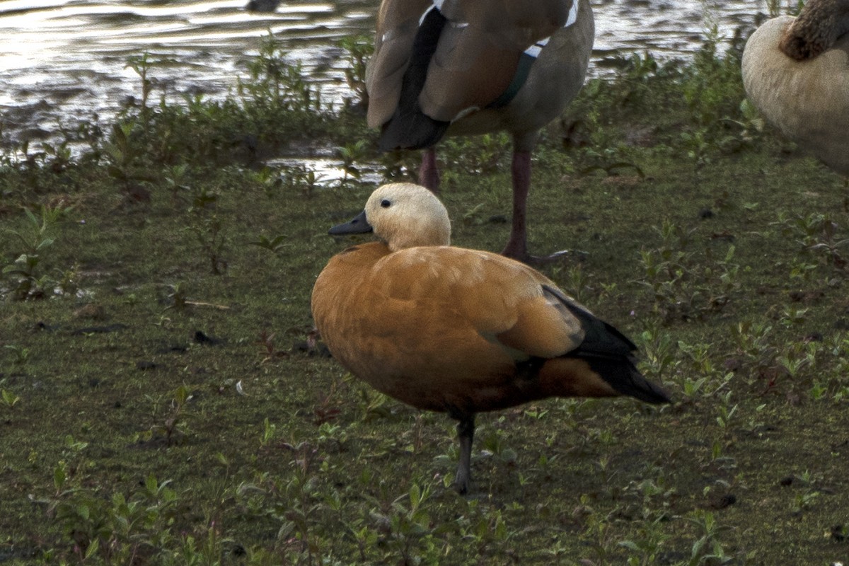 Ruddy Shelduck - ML639106871