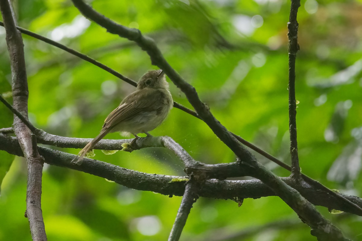 Eastern Olivaceous Flatbill - ML639106872