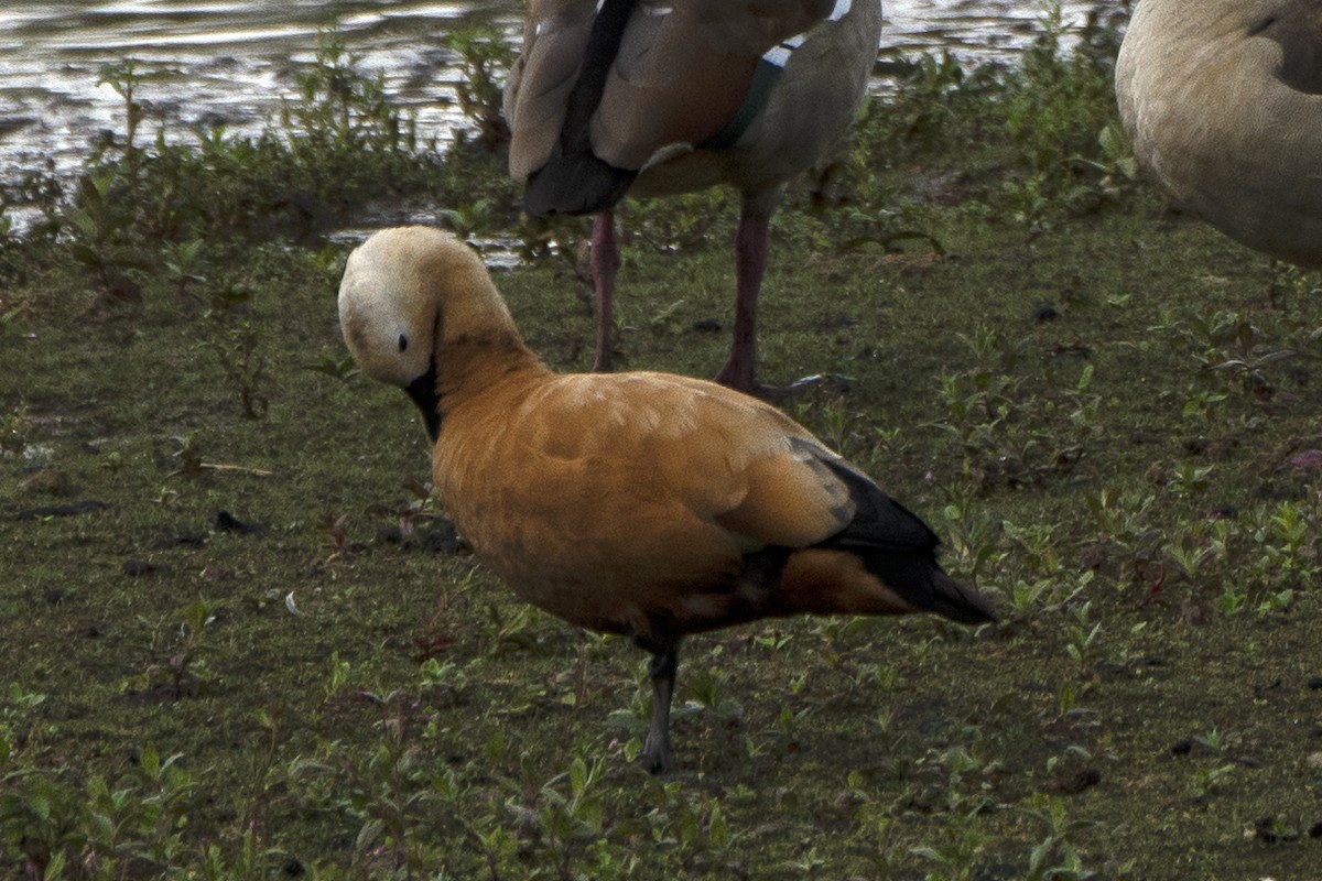 Ruddy Shelduck - ML639106975