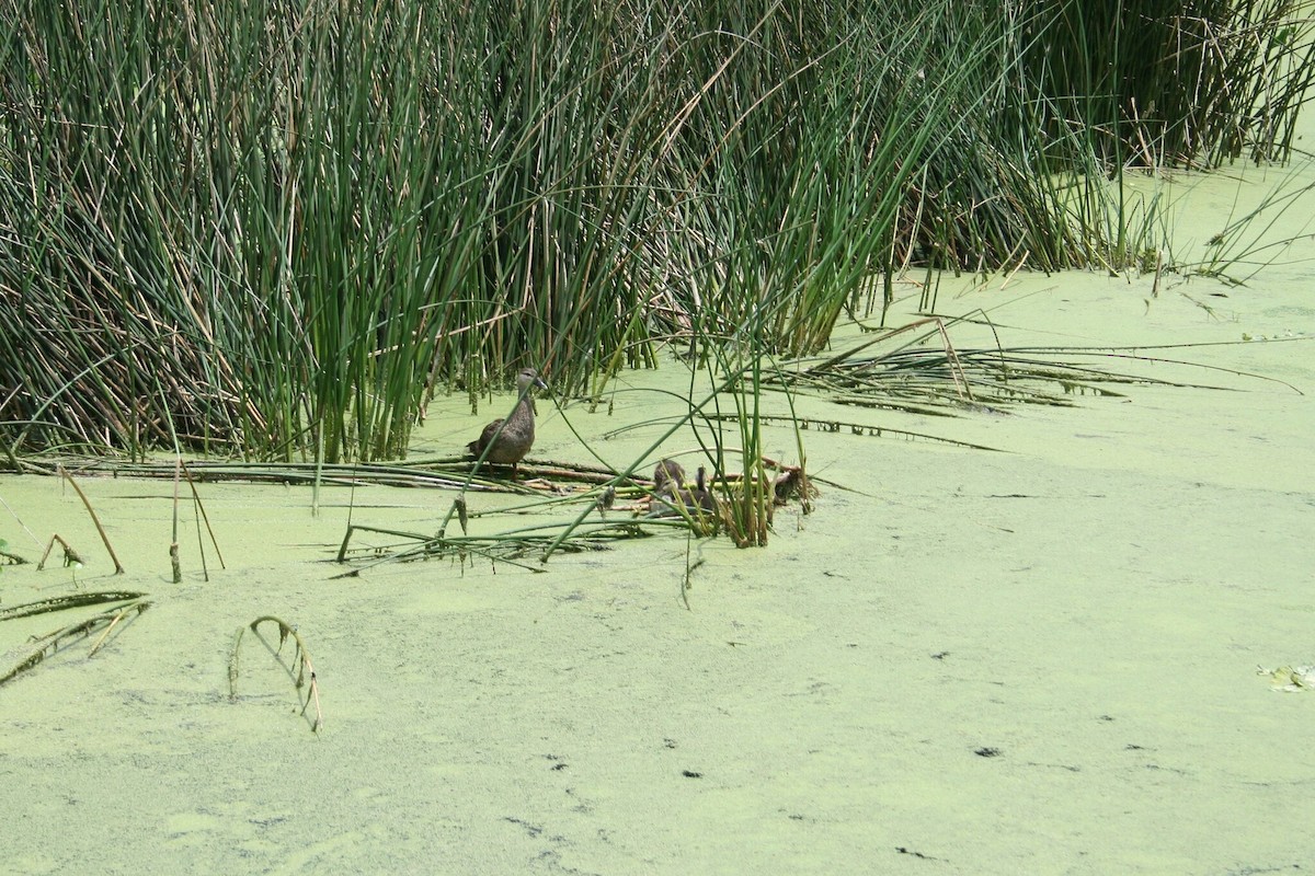 Mottled Duck - ML639107112