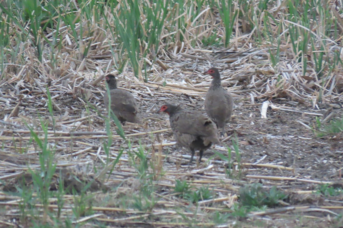 Swainson's Spurfowl - ML639107148