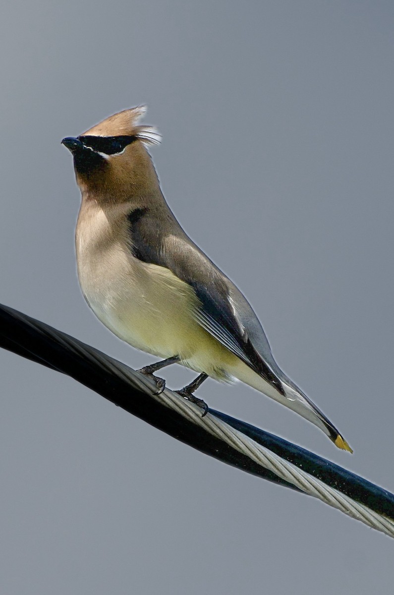 Cedar Waxwing - ML639107232