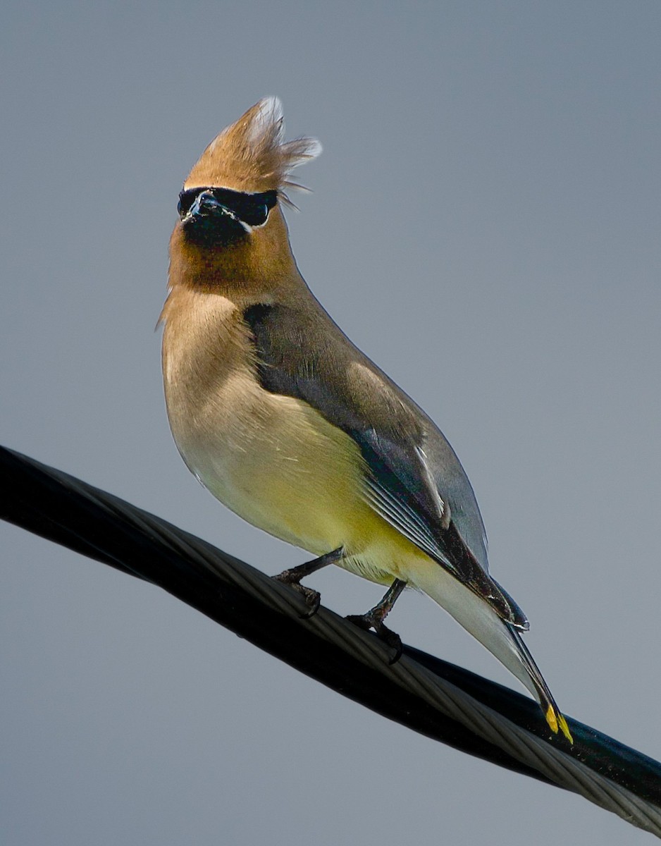 Cedar Waxwing - ML639107233