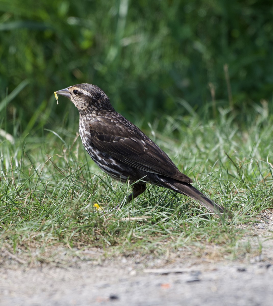 Red-winged Blackbird - ML639107247