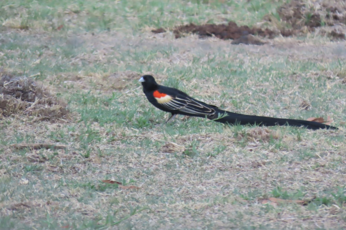 Long-tailed Widowbird - ML639107326