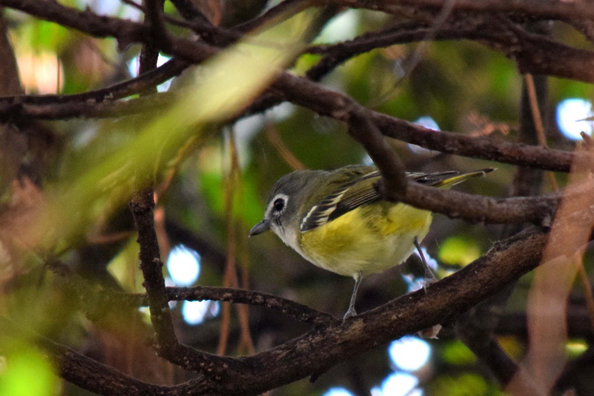 Blue-headed Vireo - ML639107345
