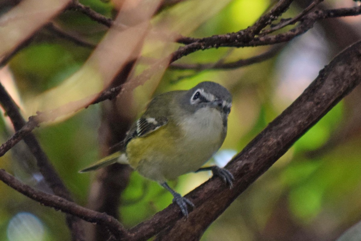 Blue-headed Vireo - ML639107346