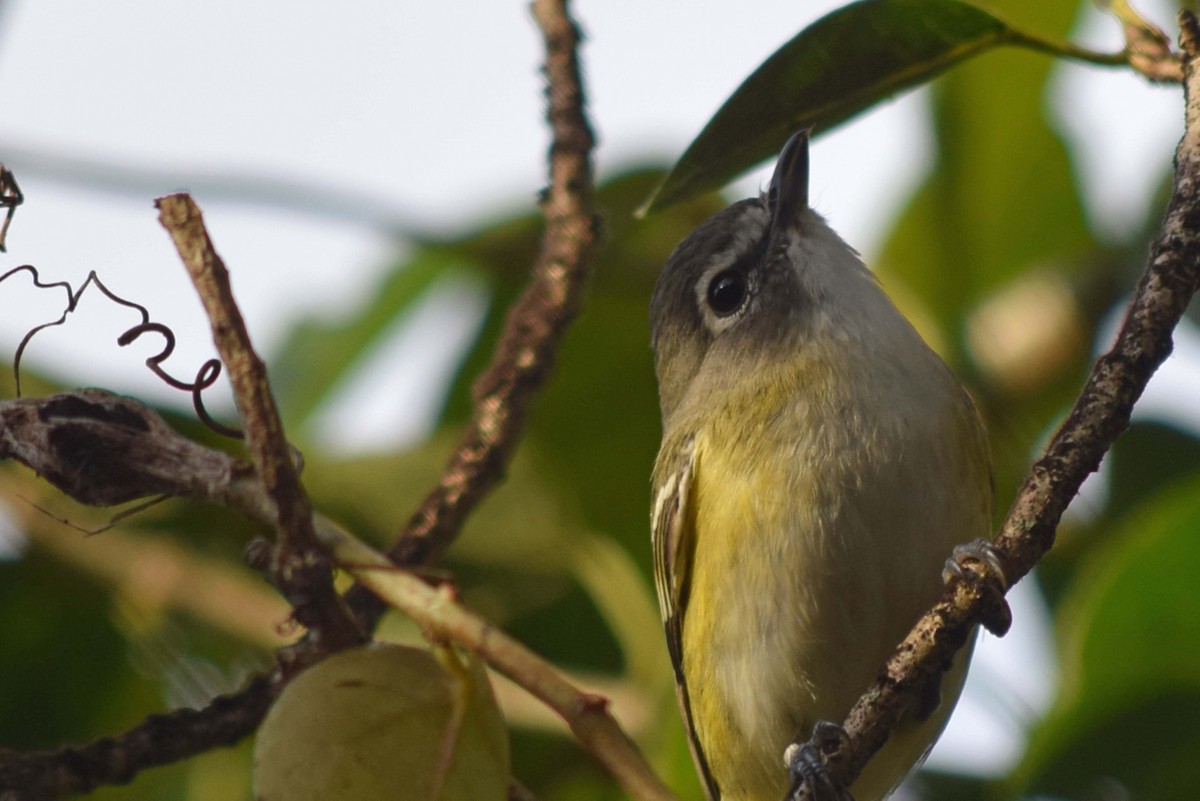 Blue-headed Vireo - ML639107347
