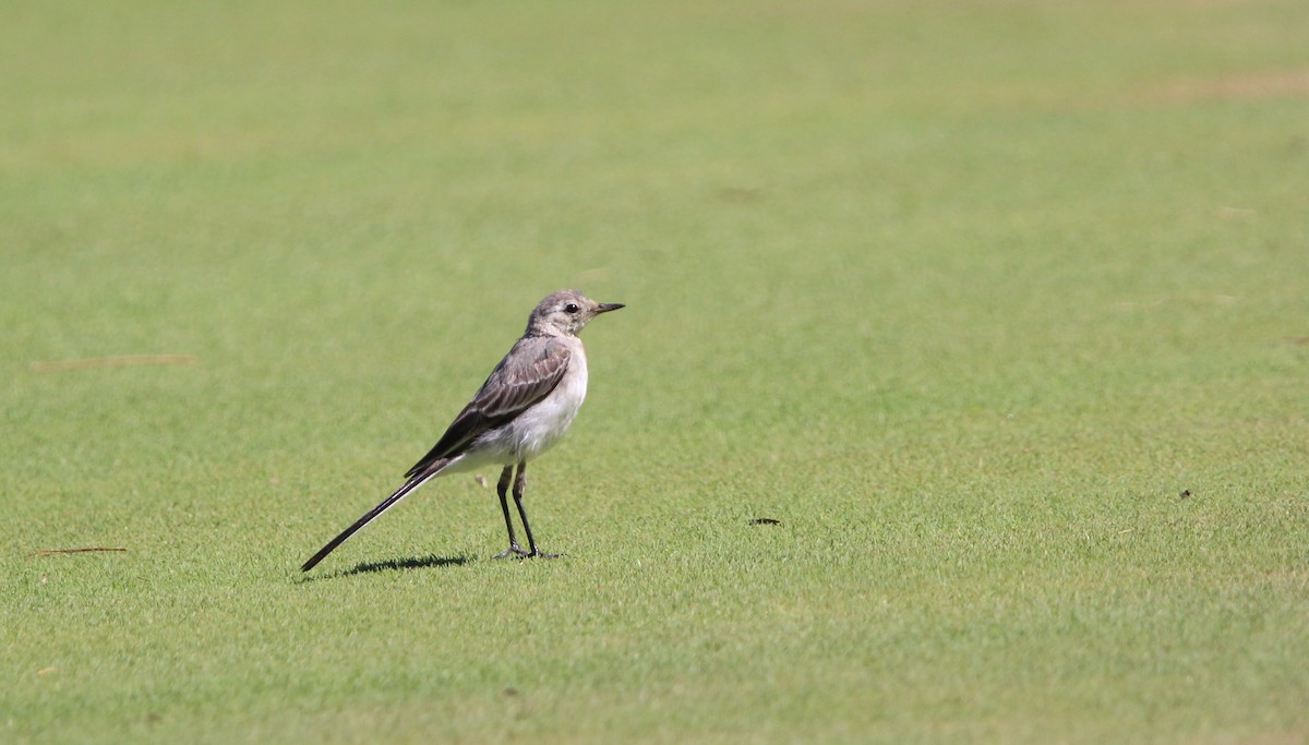 White Wagtail - ML639107433