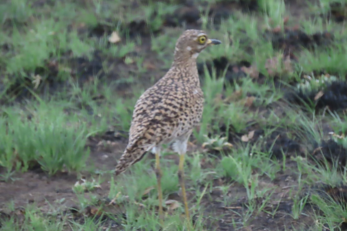 Spotted Thick-knee - ML639107468