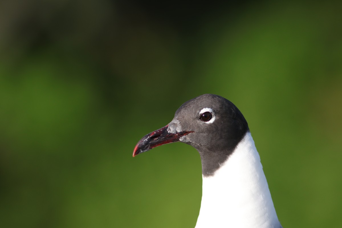 笑鷗 - ML639107503